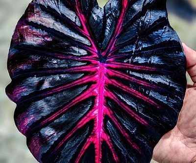 Colocasia Redemption Plant
