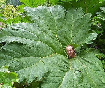 Giant Gunnera Manicata Seeds