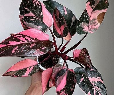 Philodendron Black Cherry Plant