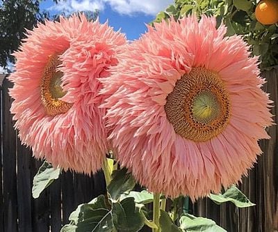 Pink Giant Teddy Bear Sunflower Seeds