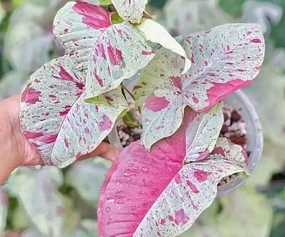 Syngonium Milk Confetti Plant