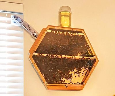 Window Indoor Beehive